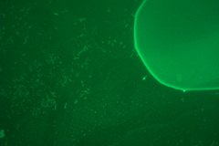 Image-1